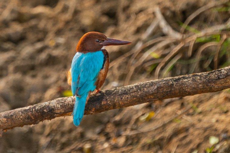 120 Yala NP, smyrna ijsvogel.jpg